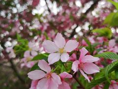 -天适樱花悠乐园