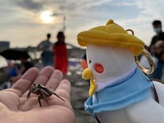 -南汇嘴观海公园