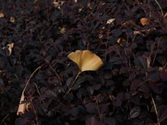 -杭州半山国家森林公园