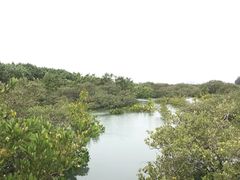 -北海金海湾红树林生态旅游区