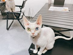 -琪喵猫屋·撸猫猫咖·猫舍