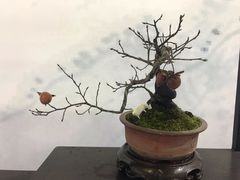 -东南花都花博园