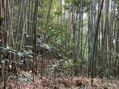 -黄埔油麻山森林公园