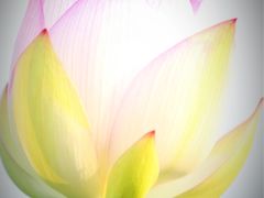 -荷花荡