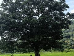 -艾米稻香小镇