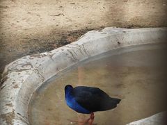 -深圳野生动物园