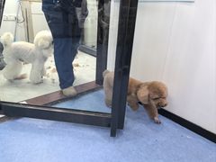 -博特宠物医院24h犬猫全科.骨科·异宠