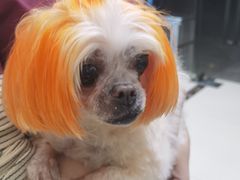 -宠颐生嘉德动物医院