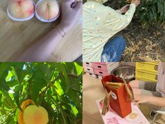 -老袁家蜜桃农场·阳山水蜜桃