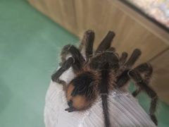 -藦茜花园宠物主题亲子互动体验馆(国顺东路店)