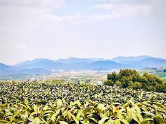 -龙坞茶村