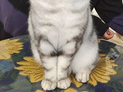 -平行世界·猫咖(首经贸店)