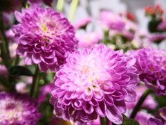 -何兮花店·气球派对鲜花店(马桥银春路万科城店)