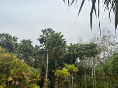 -中国科学院西双版纳热带植物园