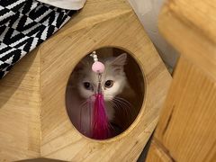 -楼上猫咖(罗湖店)