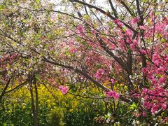 -南汇桃花村