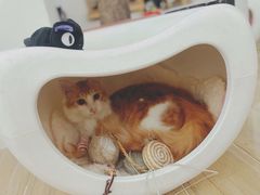 -李小姐の猫咖啡馆(五角场店)