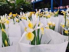 -龙大花卉苗木市场