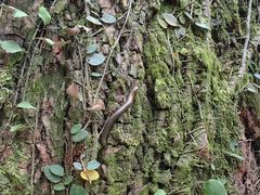 -素山寺森林公园