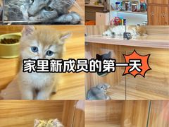 -猫十亿·布偶金渐层·曼基康矮脚猫舍(青年路店)