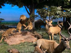 -国家自然博物馆