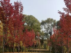 -长白岛森林公园