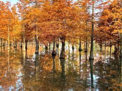 -白鹭湾湿地公园