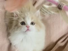 -欣宠猫屋·矮脚拿破仑·蓝金金渐层