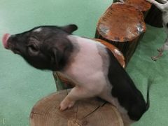 小香猪-藦茜花园宠物主题亲子互动体验馆(国顺东路店)