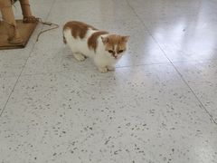 -喵园·猫主题咖啡厅·撸猫·猫咖(国贸店)