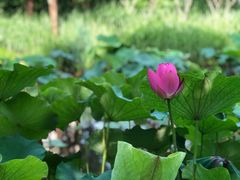 -陈家山荷花公园