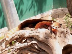 -大连森林动物园