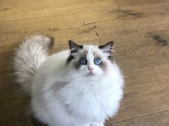 -东方名猫馆·英短金渐层布偶猫舍(环线广场1号楼店)