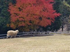 -神户市立六甲山牧场