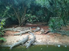 -海南热带野生动植物园