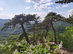 -天女山森林公园