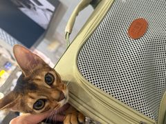 -伟伟宠物医院·CT影像中心·瑞派犬猫综合性门诊(汉口总院)