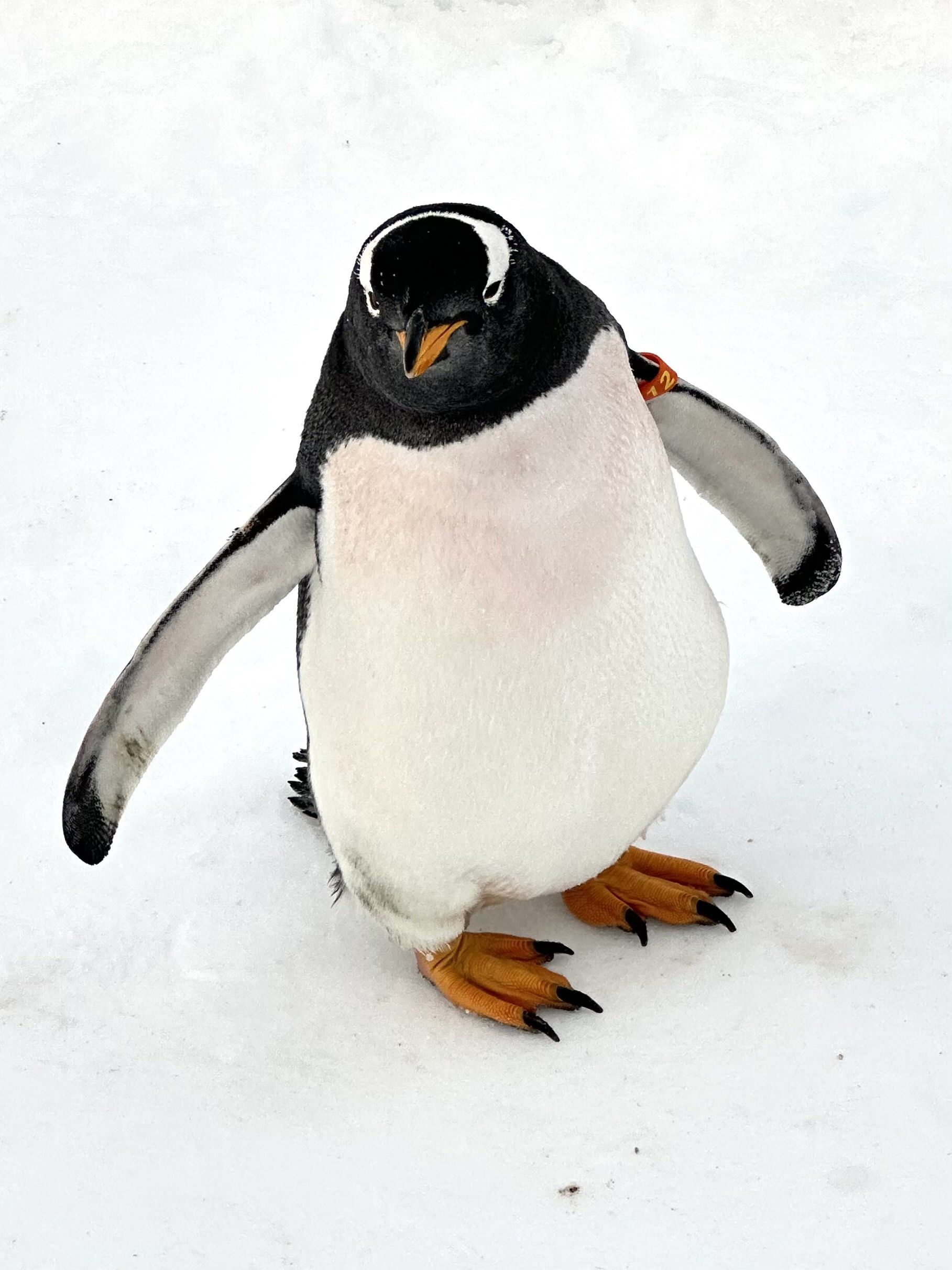 寒冷里的企鹅乐趣