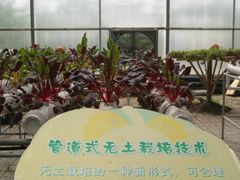 景点-观光南瓜园