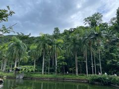 -西双版纳原始森林公园