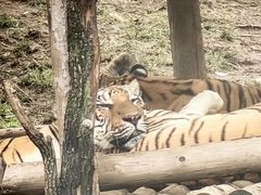 -西安秦岭野生动物园