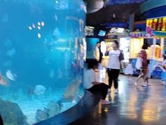 -烟台海昌鲸鲨海洋公园