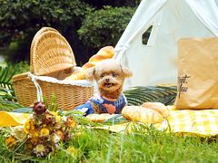 -超宠爱宠物摄影-Super pet