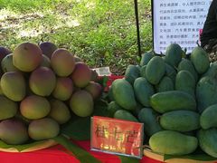 -南宁良凤江国家森林公园