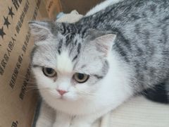 -佳怡动物医院·平价24小时·猫专科骨外科