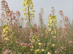 -中国天府农业博览园