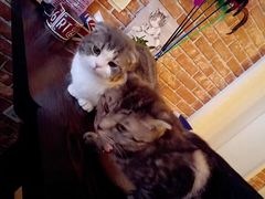 -名猫咖啡馆·撸猫·拼豆