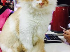 -荣耀金沙动物医院(清江西路店)