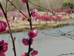 -塘沽森林公园