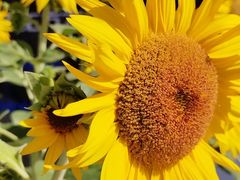 -皂河炒鸡蛋·擀面皮(富康大道店)